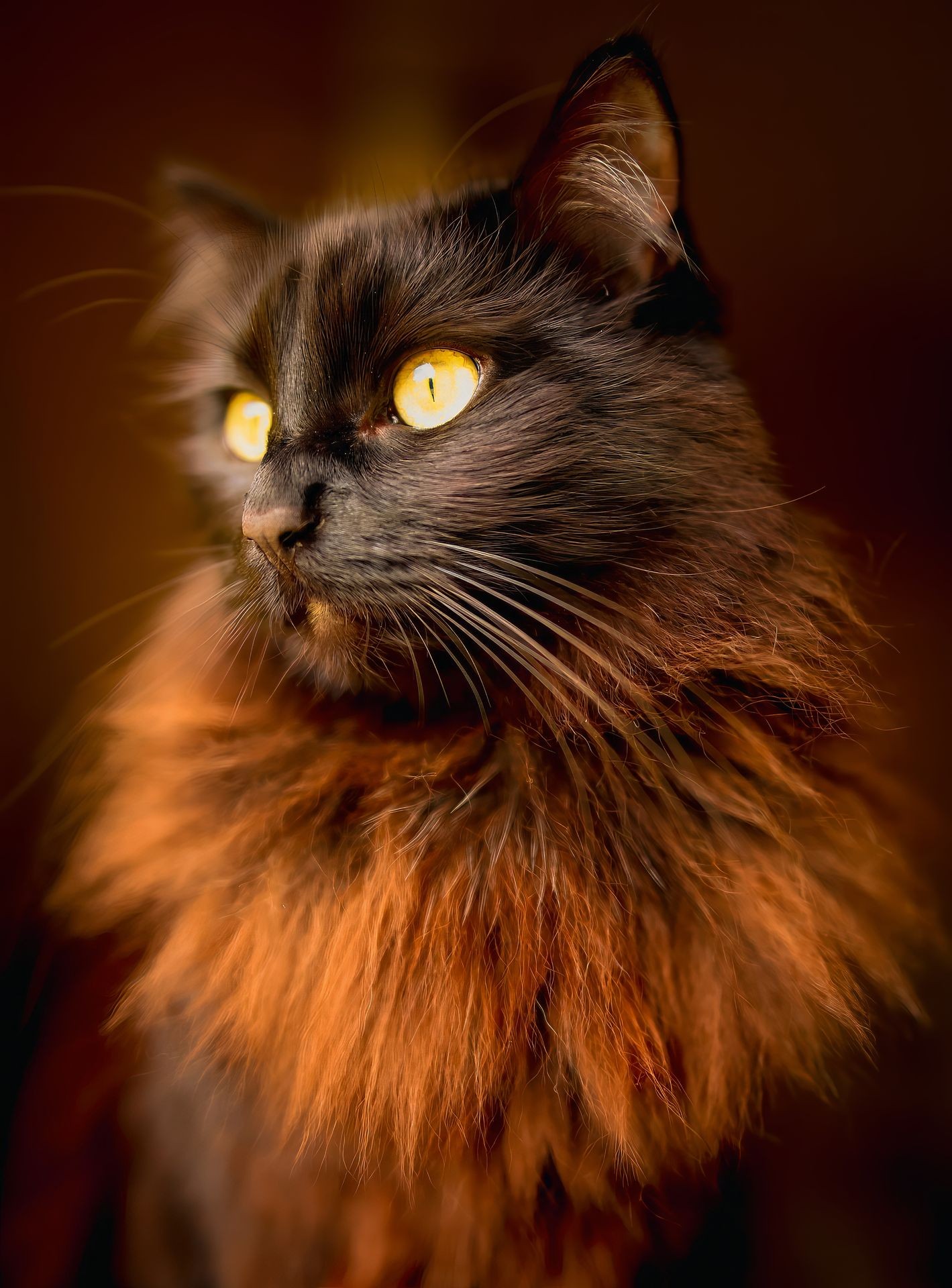 Pet photography 