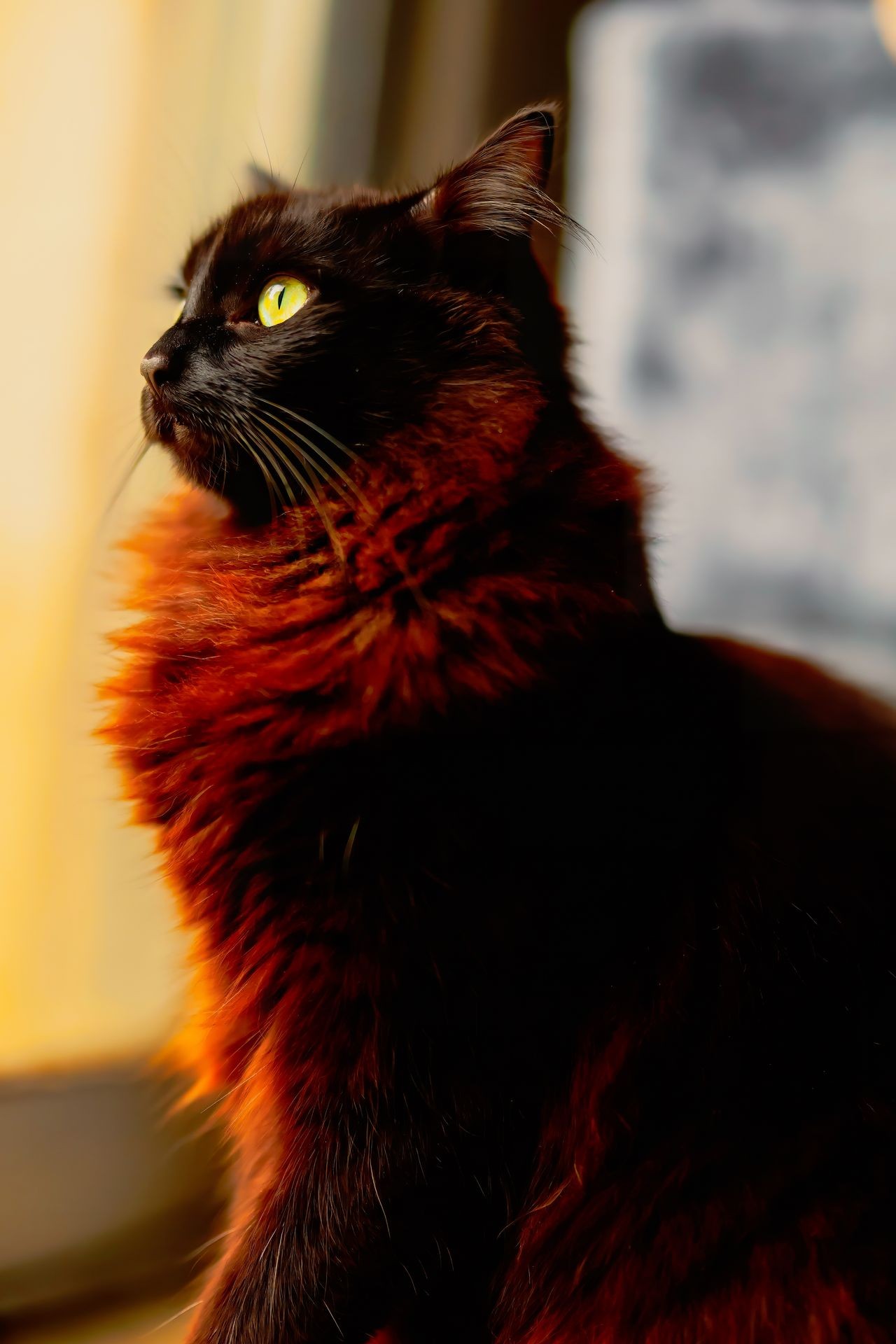 Pet photography 